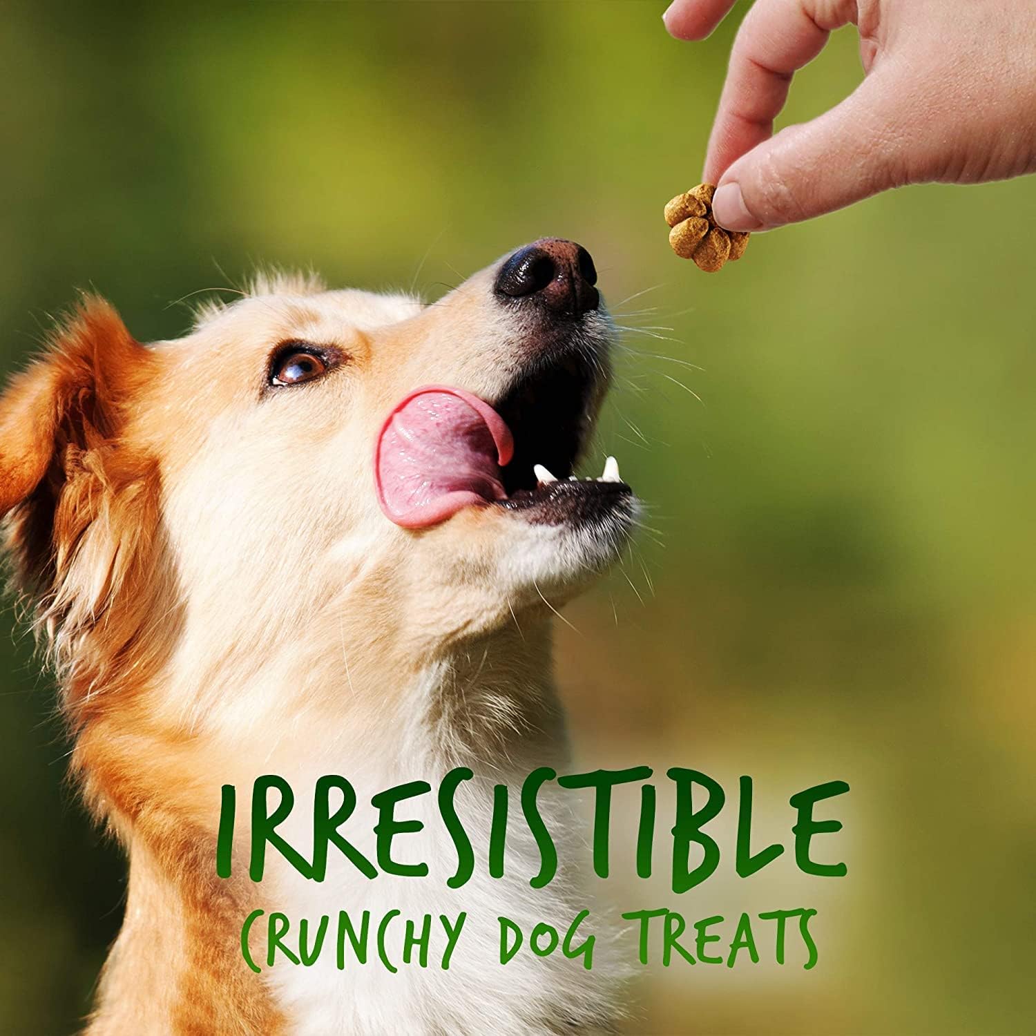 Fruitables Baked Dog Treats, Healthy Pumpkin Treat for Dogs, Low Calorie & Delicious, Free of Wheat, Corn and Soy, Made in the USA, Pumpkin and Apple Flavor, 7oz