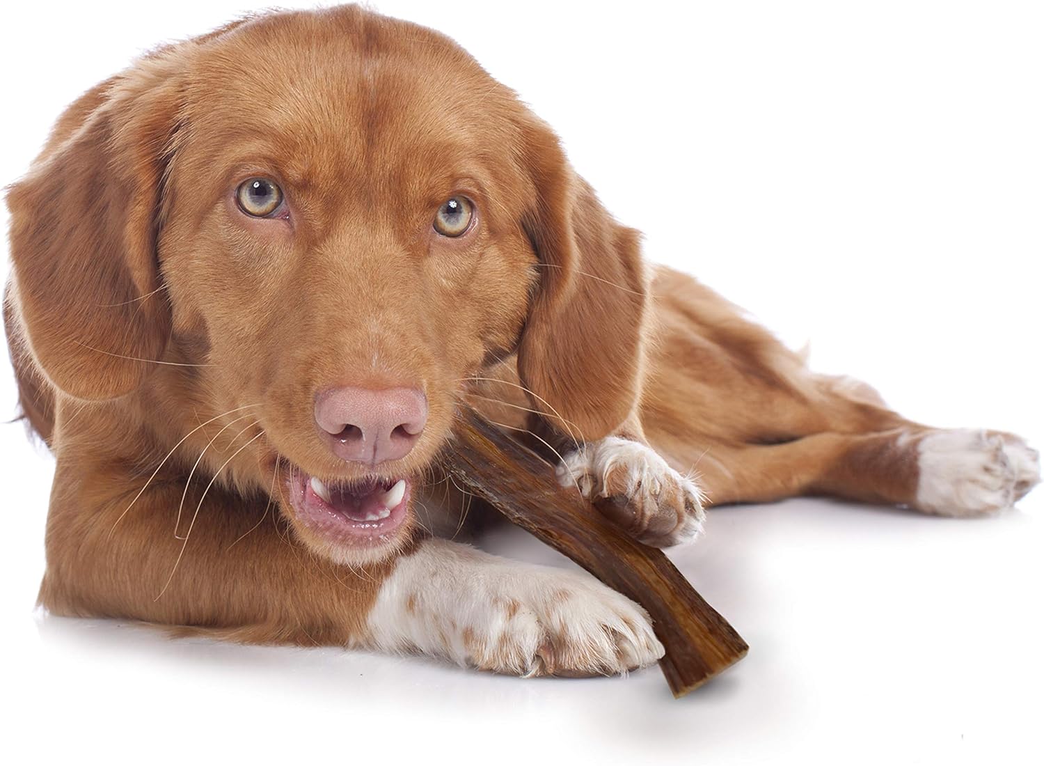 Cadet 100% Beef Strips Dog Chew Sticks, Long-Lasting Single-Ingredient Natural Treats, High-Protein, Perfect for Small & Large Breeds, 8 oz