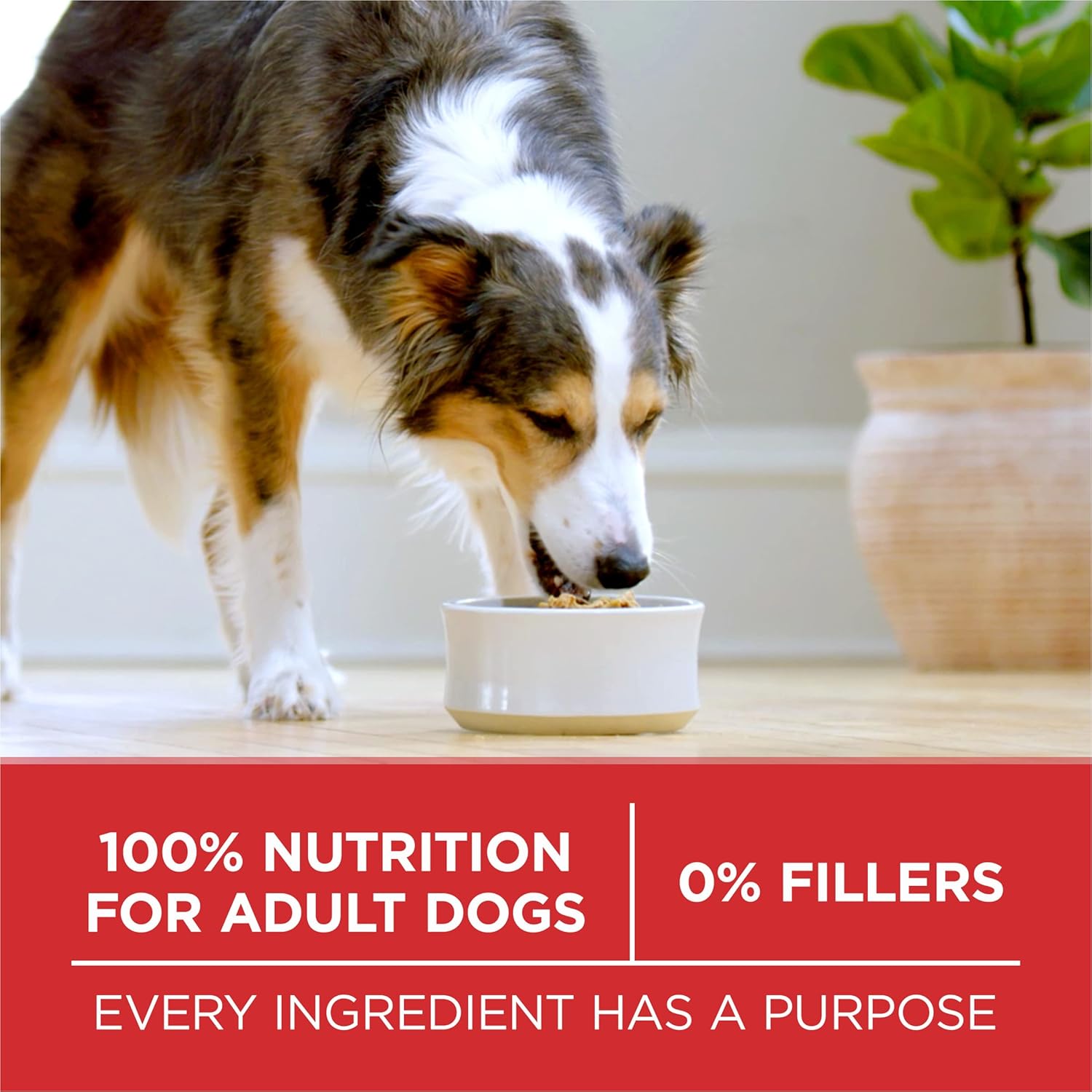 Purina ONE Dry Dog Food Lamb and Rice Formula – 8 lb. Bag