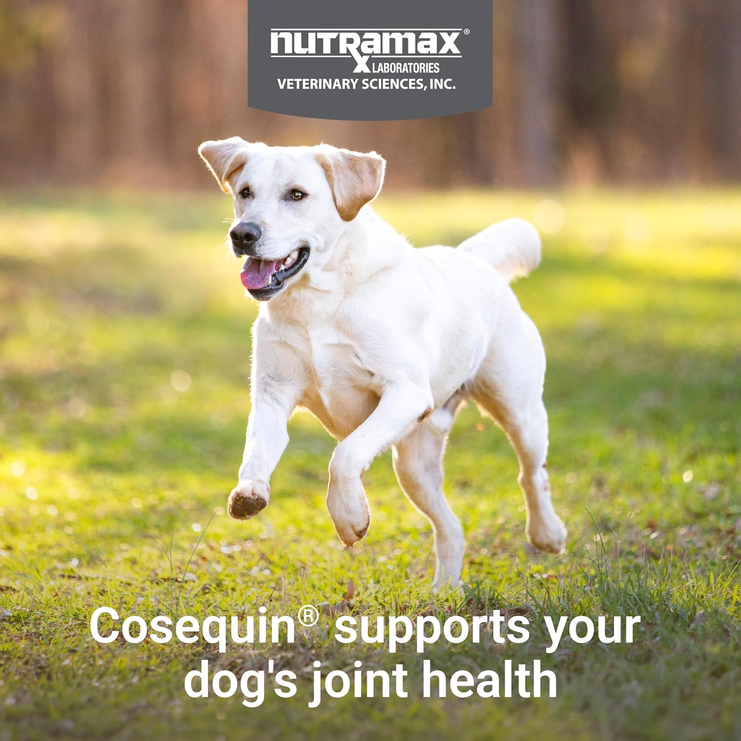 Nutramax Laboratories Cosequin Maximum Strength Joint Health Supplement for Dogs – With Glucosamine, Chondroitin, and MSM, 250 Chewable Tablets