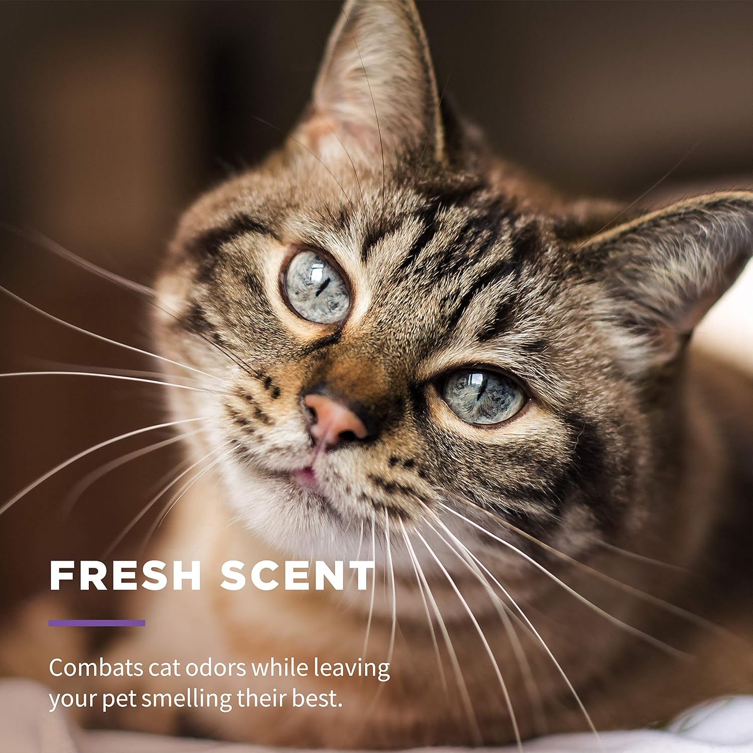 Wet Ones for Pets Cat Cleaning Wipes – Fresh Scent Cat Grooming Wipes with Aloe Vera – Safe Cat Hygiene Supplies – Cat Fur Cleaner – Cat Dander Wipes – Kitten Wipes – Pet Cleaning Supplies – 50 Count