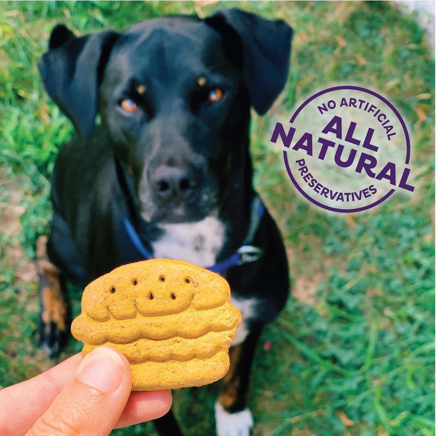 Wellness Old Mother Hubbard Grillin’ Grub Dog Biscuits, Natural, Seasonal, Summer Inspired Treats, Bacon, Cheese & Hickory Smoke Flavor, (6 Ounce Bag)