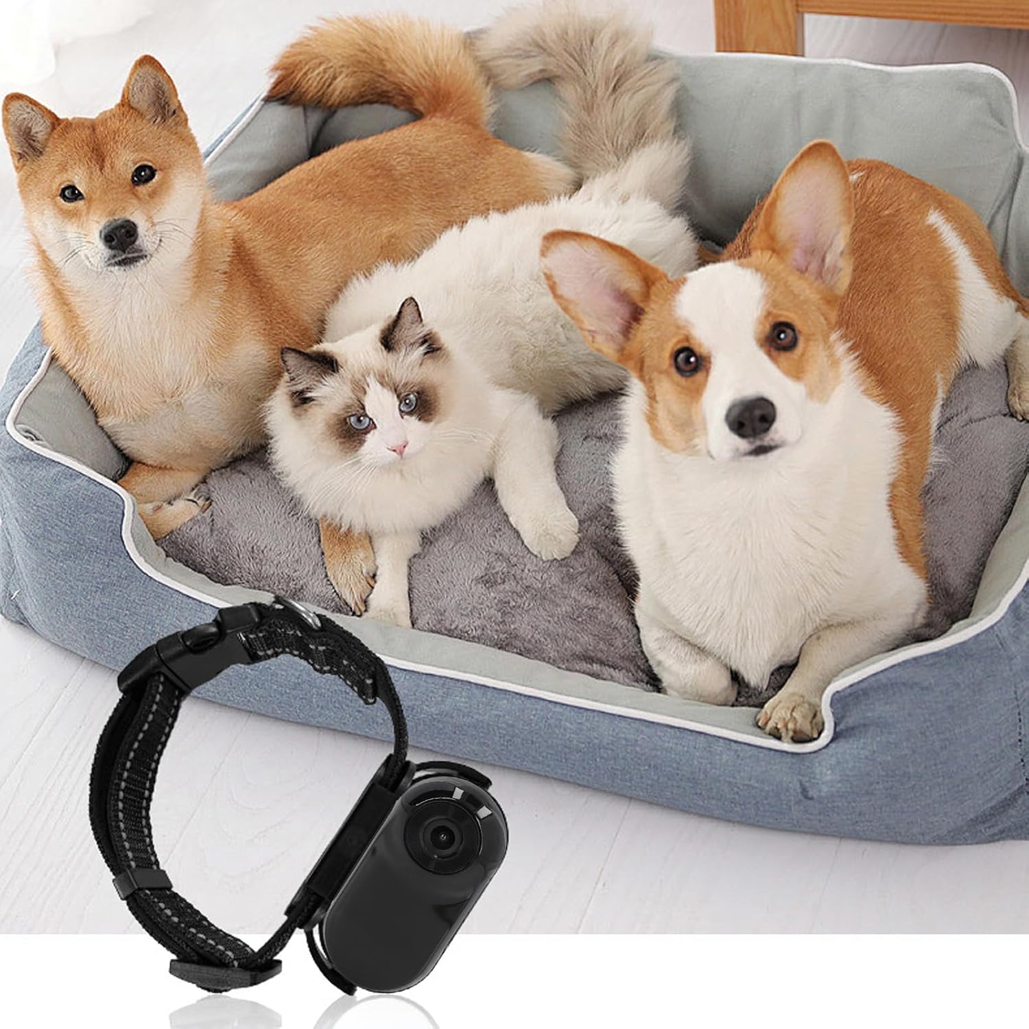 Cat Video Camera Pet Collar Camera 120 Deg Lens OTG Connection Video Recording Adjustable Magnetic Cat Sport Camera for Outdoor (Black)