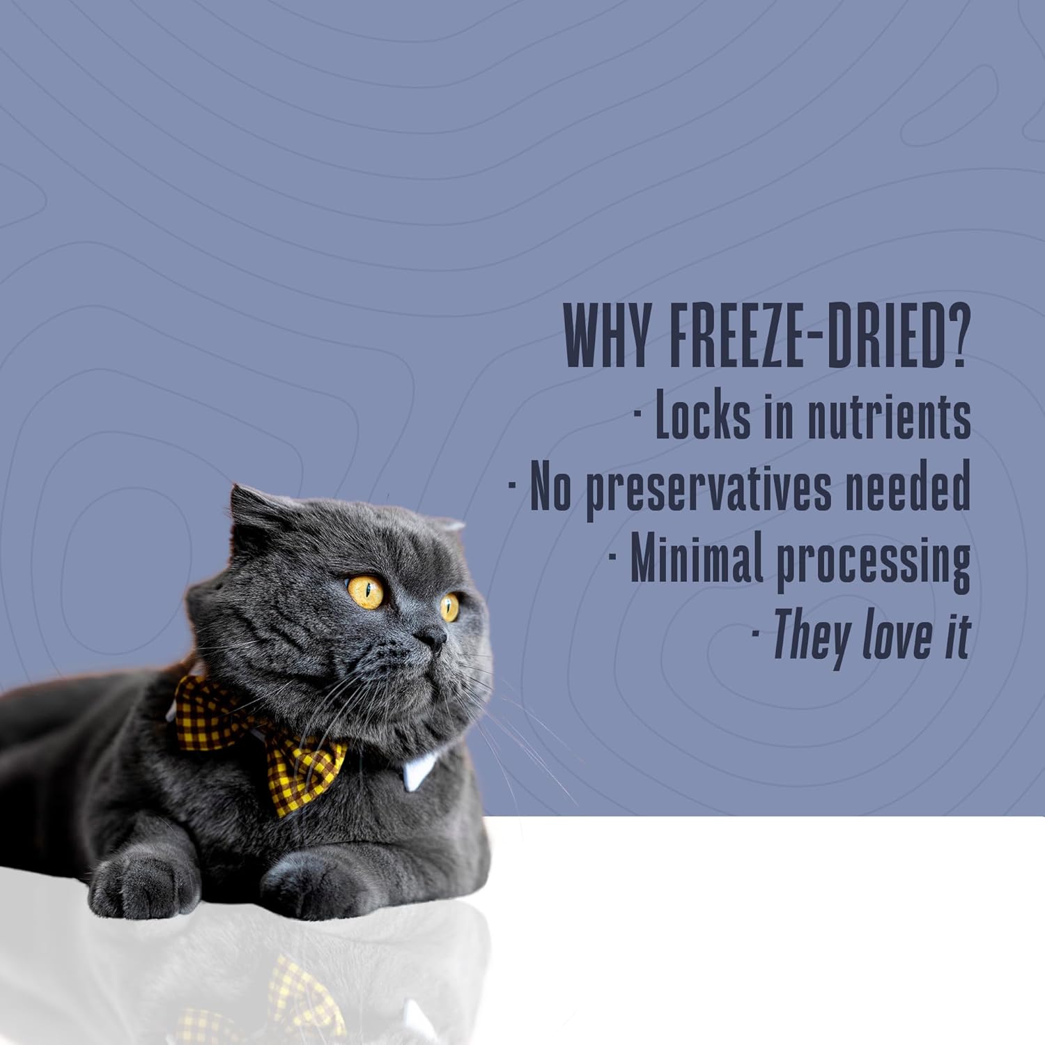 Whole Life Cat Just One Salmon Freeze Dried Cat Treats – Human Grade High Protein Food, Healthy Training Snacks, Freeze Dried Salmon Food Toppers, USA Made Natural Treats – 1 oz (Pack of 1)