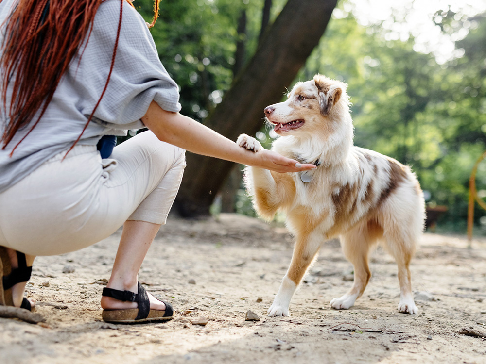 7 Lies We’ve Been Told About What Dogs Like—And What They Need · Kinship