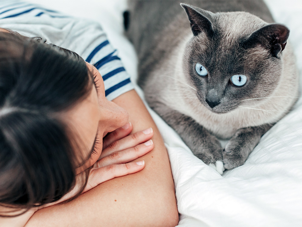 7 Ways You Are Confusing Your Cat Without Realizing It · Kinship