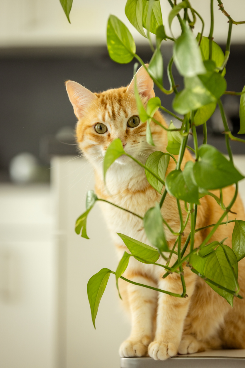 Are Pothos Toxic to Cats? Find Out if Your Cat Can Eat Them · Kinship