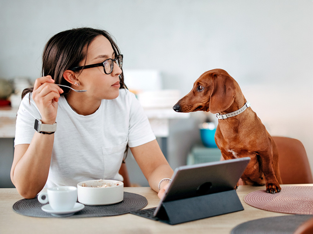 Can Dogs Eat Oatmeal? Experts Answer · Kinship