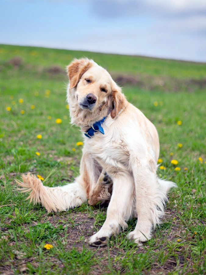 Can Dogs Have Allergies? And What to Do About It · Kinship