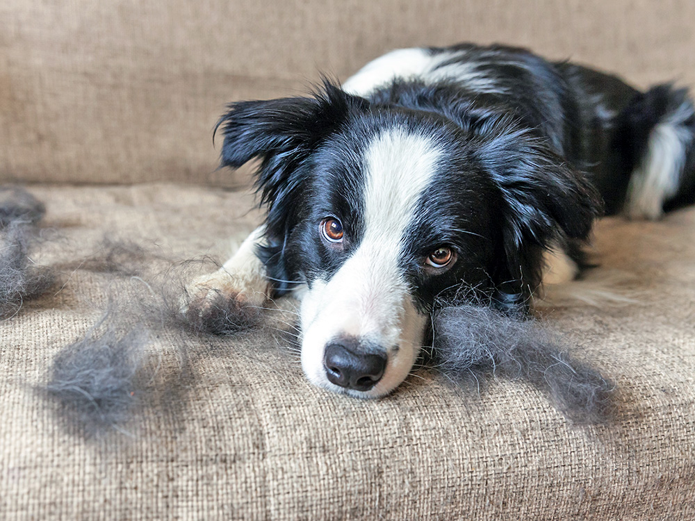 Can Dogs Have Alopecia? What to Do About It · Kinship
