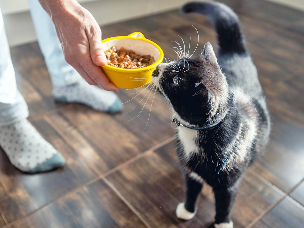 Can Wet Cat Food Cause Diarrhea? How to Prevent It · Kinship