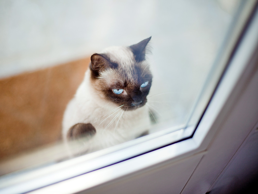 Can You Turn an Outdoor Cat Into an Indoor Cat? · Kinship