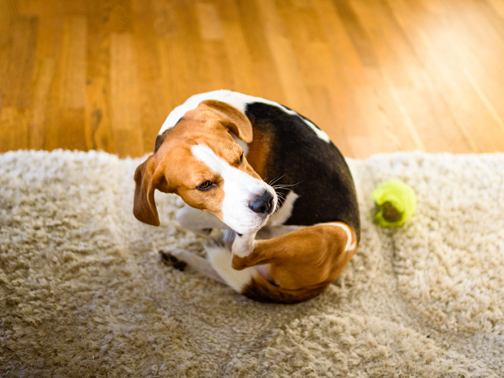Causes, Symptoms, and Treatment for the Canine Skin Condition · Kinship