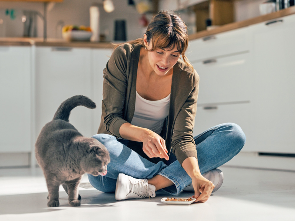 Do Cats Need Wet Food? What to Know · Kinship