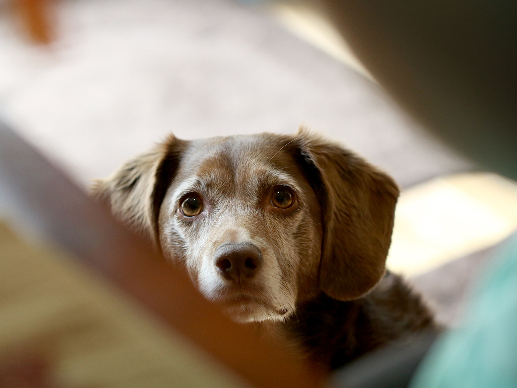 Foods Your Dog Can’t Eat—From A to Z · Kinship