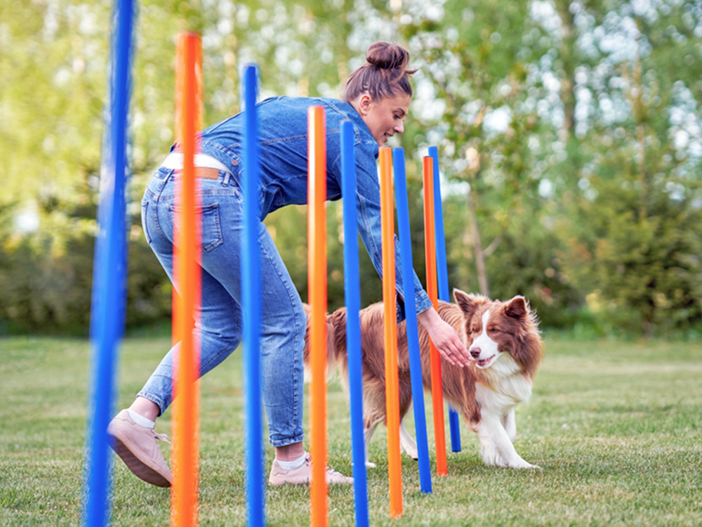 How to Agility Train Your Dog—Steps to Take · Kinship