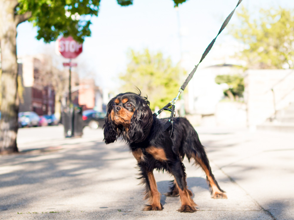 How to Stop a Dog From Chasing Cars · Kinship