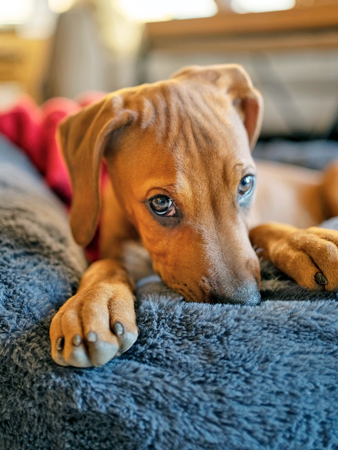 Most Common Reasons Your Dog Is Licking Your Couch · Kinship