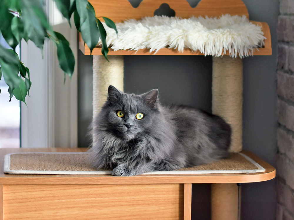 New Designer Cat Breeds—What Are the Consequences? · Kinship