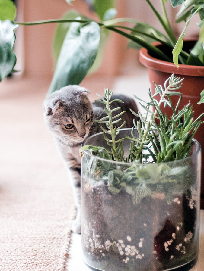 Protect Your Cat by Keeping These Toxic Succulents Out of Your Home · Kinship