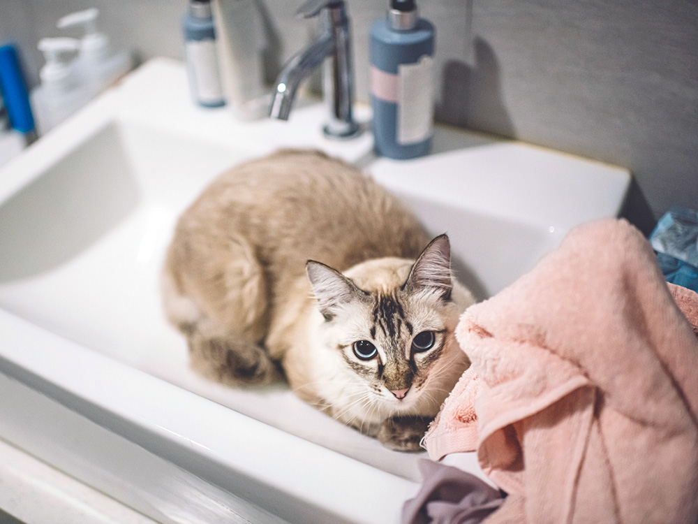 Rogaine Is Toxic to Cats and Dogs—Here’s How to Keep Your Hair and Your Pet · Kinship