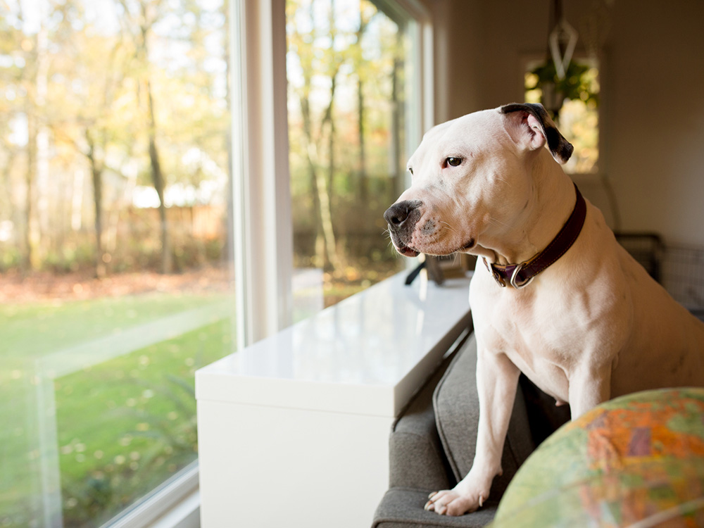 Separation Anxiety in Dogs—What to Do About It · Kinship