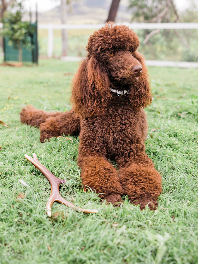 Should I Give My Dog Antler Dog Chews? Understand the Safety Concerns · Kinship
