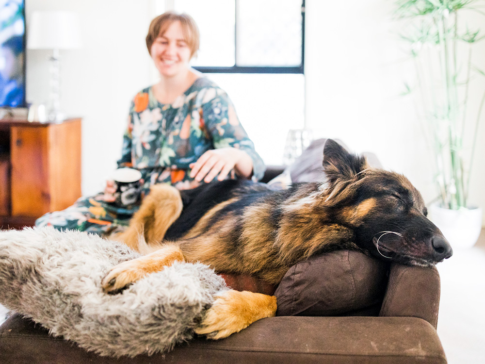 Teaching Your Dog a New Cue? Make Sure They Take a Nap After · Kinship