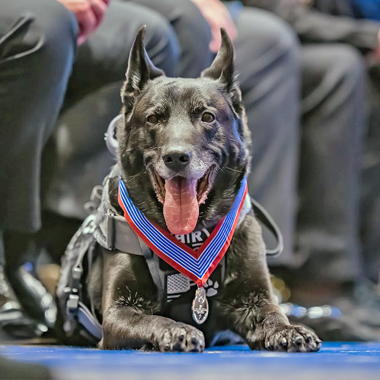 The Most Decorated Dog in U.S. History—Who Protected the Obamas from an Intruder—Has Died · Kinship