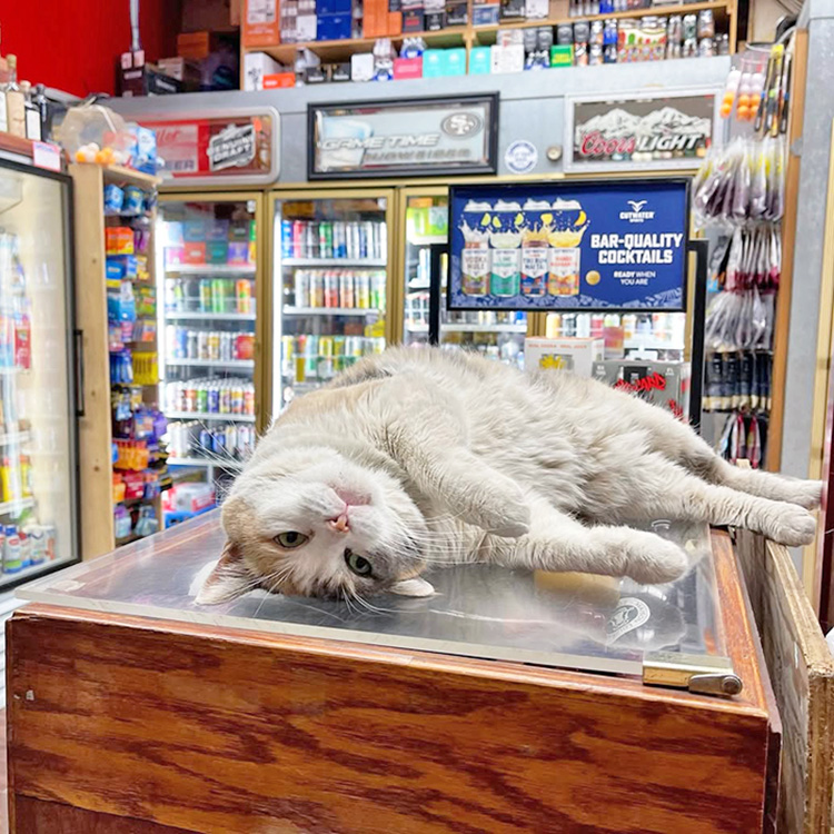 This New Proposal Will Help Protect the Beloved Bodega Cats of New York City · Kinship