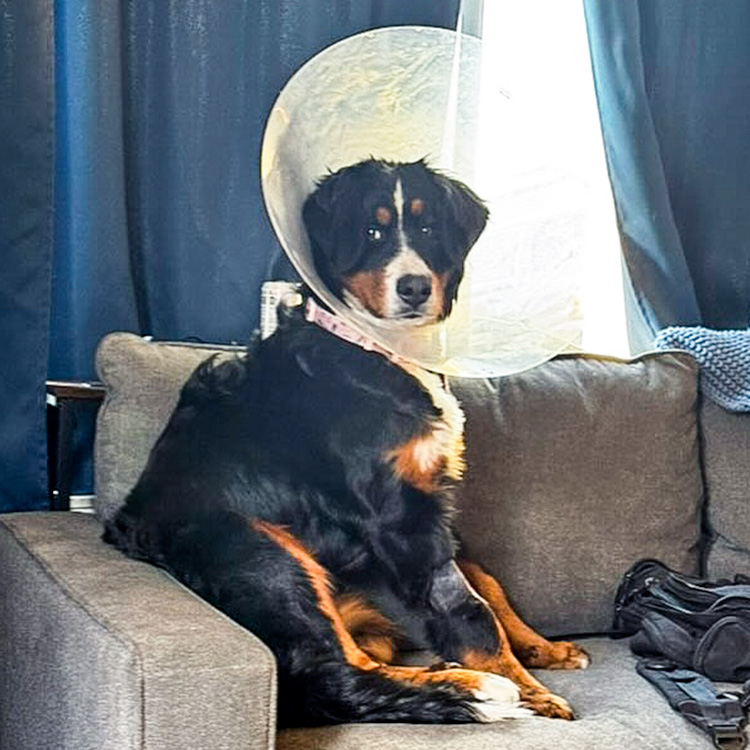 Vet Finds 44 Items—Including 24 Socks, a Scrunchie, and a Onesie—in Dog’s Stomach · Kinship