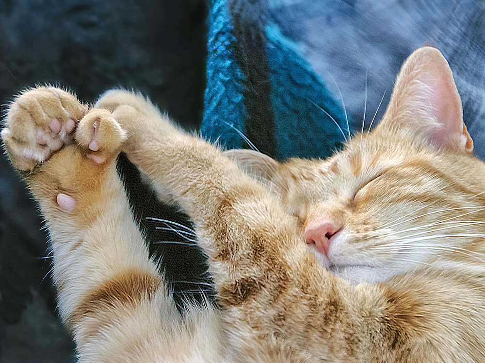 What Do Polydactyl Cats Do With Their Extra Toe? Learn About This Trait · Kinship