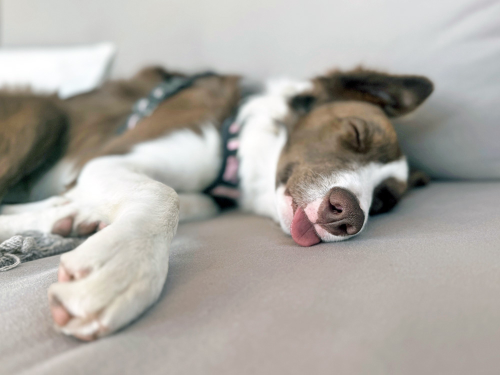 What Does Your Dog’s Sleeping Position Mean? · Kinship