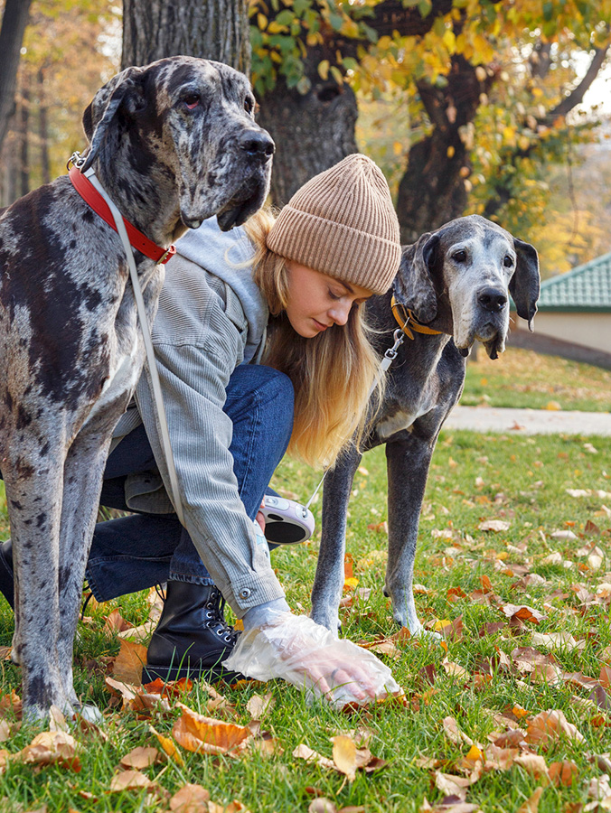 What Is the Best Way to Dispose of Dog Poop? Tips for Pet Parents · Kinship