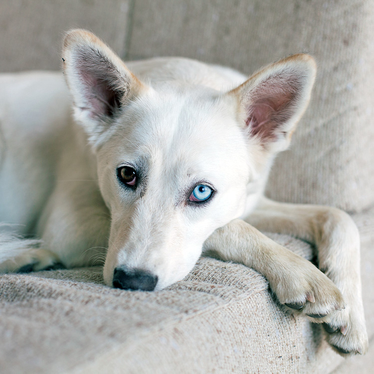 Why Are Your Dog’s Eyes Red? Learn the Causes and Treatment · Kinship