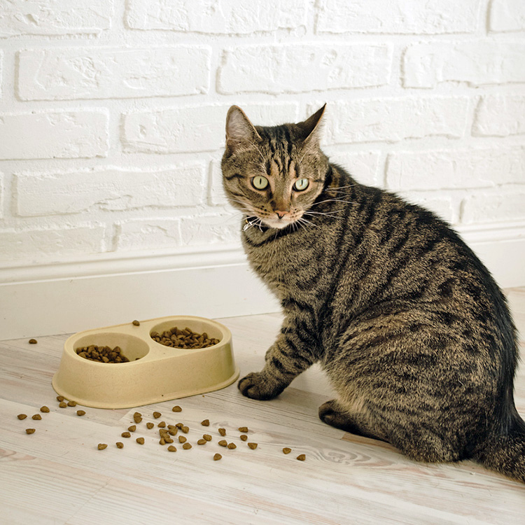 Why Do Cats Bury Their Food? Instincts and Solutions Explained · Kinship