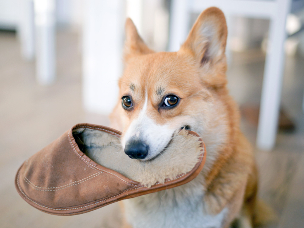 Why Do Dogs Bring “Gifts” to People Who Come Over? They Are Such Good Hosts