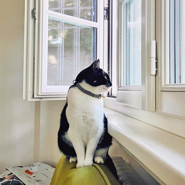 Why Does My Cat Like the Window Open? · Kinship