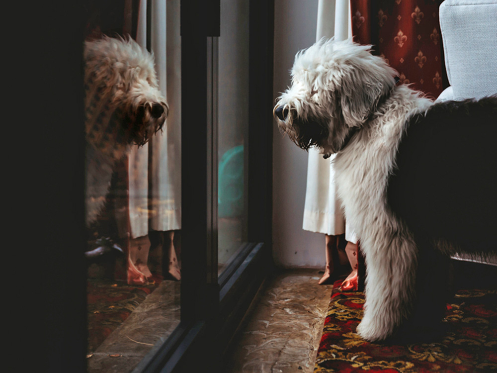 Why Does Your Dog Pace at Night? Causes and How to Help · Kinship