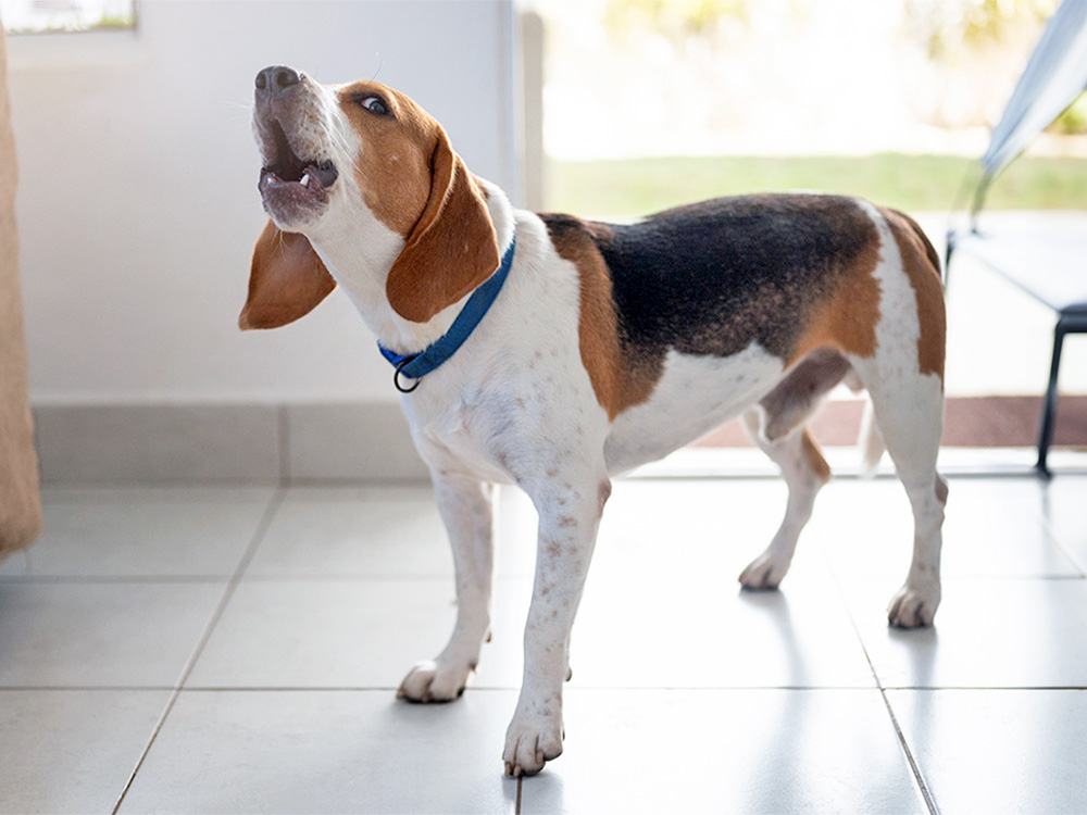 Why Is Your Dog Barking the Same Way Over and Over Again? · Kinship