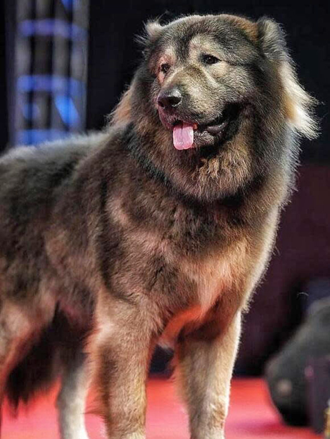 World’s Most Expensive and “Rarest” Dog Just Sold for 5.7 Million Dollars · Kinship