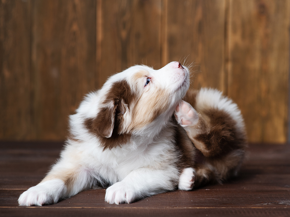 13 Ways to Heal Your Dog’s Itchy Skin—How to Help Them · Kinship