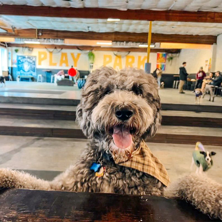 14 Indoor Dog Parks to Help Your Pup Get through the Long Winter · Kinship