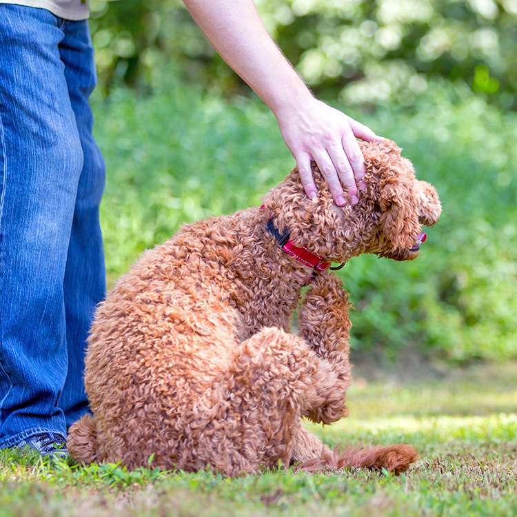 3 Common Reasons Why Your Dog is Itching So Much—Solutions for Relief · Kinship