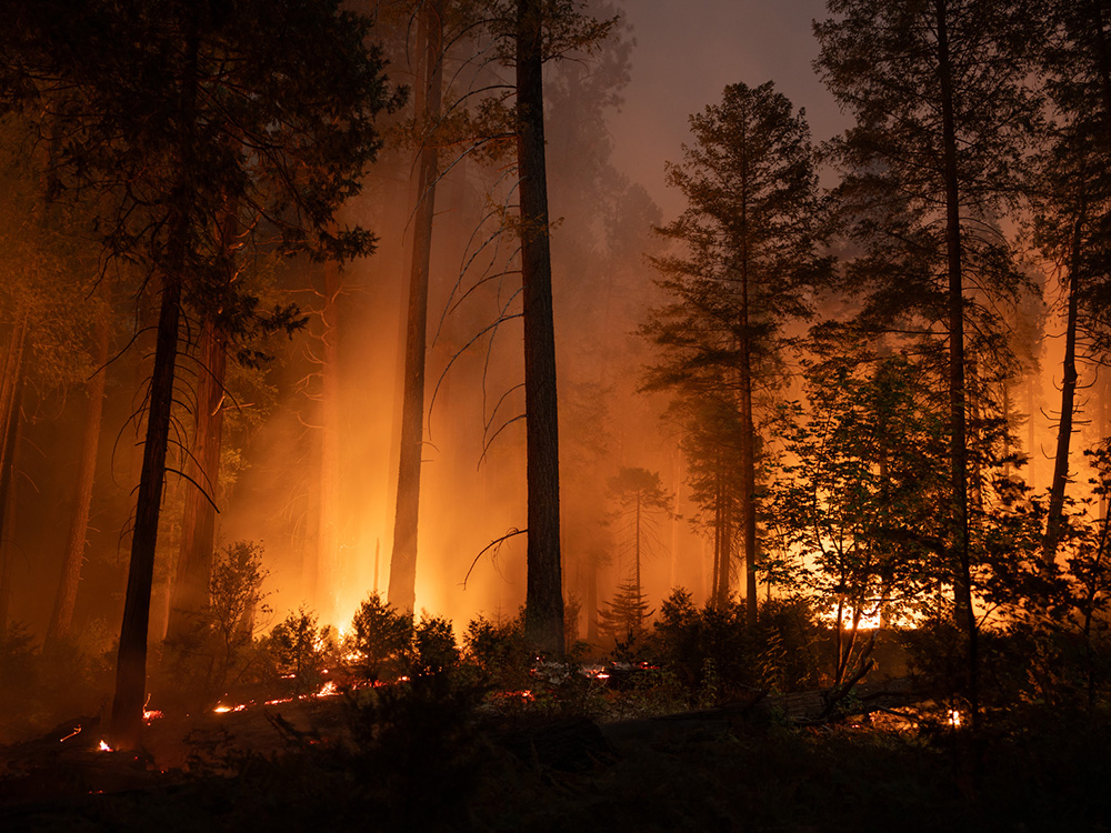 5 Wildfire Safety Tips for Pets—How to Keep Them Safe · Kinship