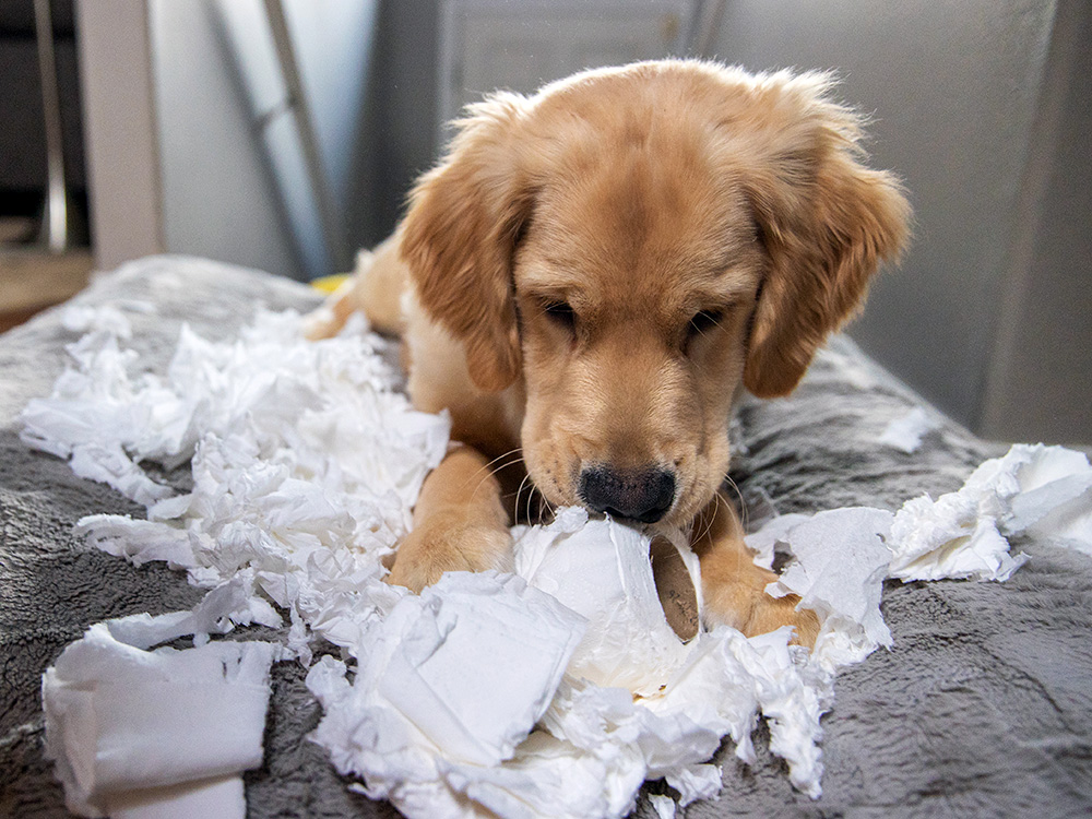 6 Behavioral Issues Dogs Grow Out Of—We Promise · Kinship