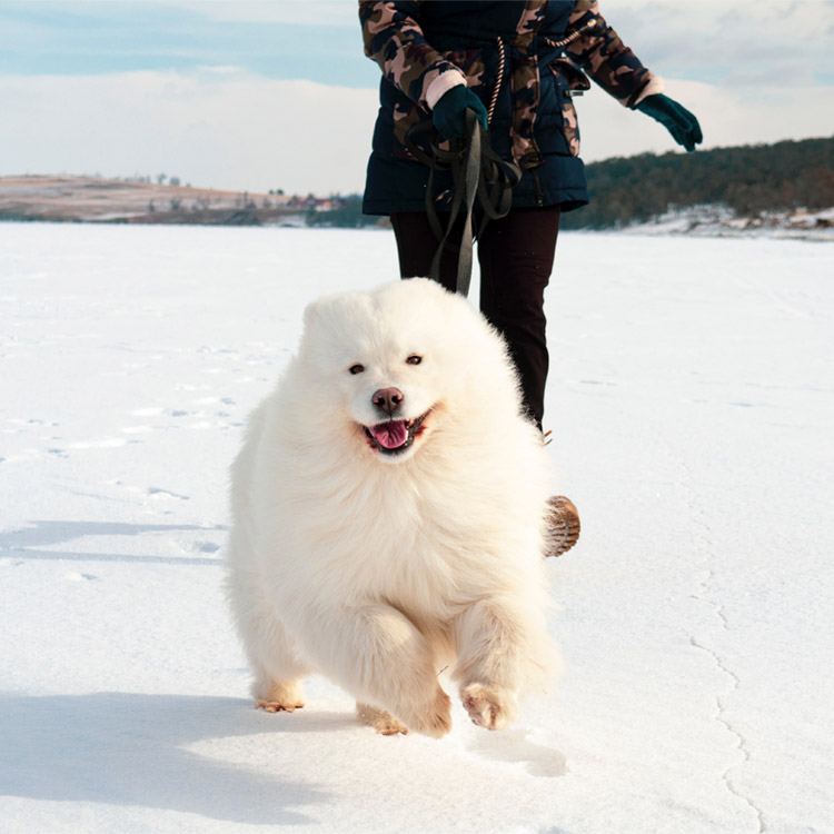 6 Dog-Friendly Winter Vacations—Where to Go · Kinship