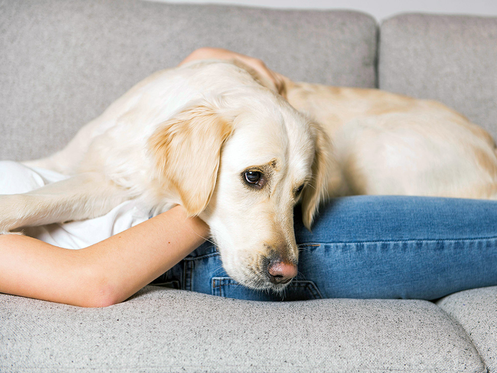 7 Reasons Why Your Puppy Keeps Throwing Up · Kinship