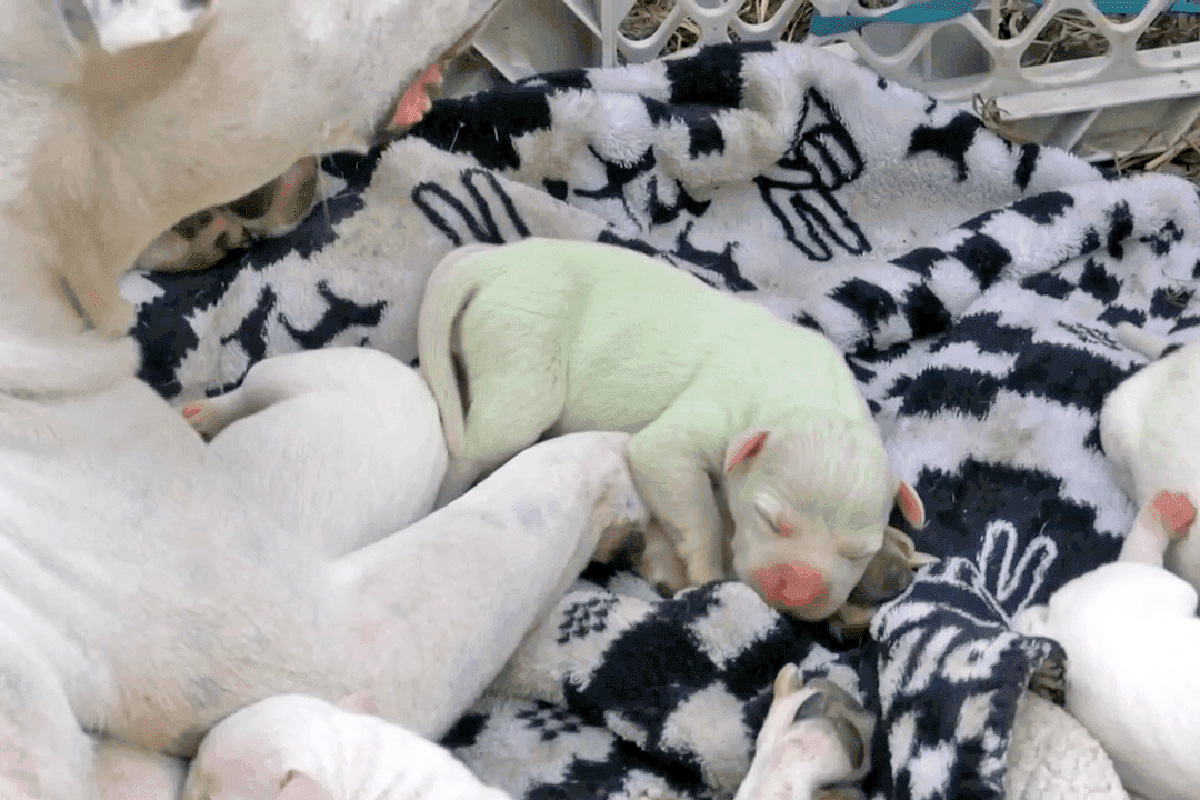 A Mississippi Puppy Was Born With a Green Coat—Here’s Why · Kinship