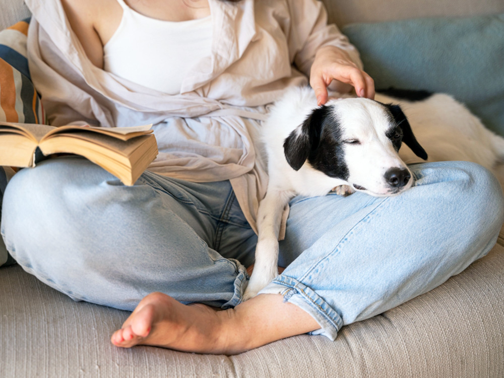 Are CBD Products Safe for Your Dog? · Kinship